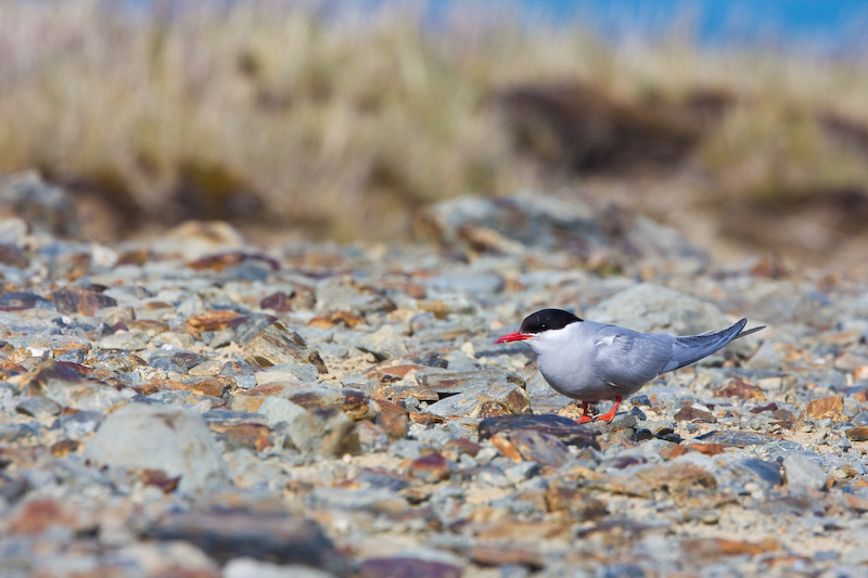 Antarctic Tern